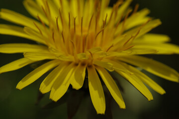 yellow wild flower macro