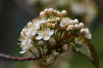 flowers on a tree branch