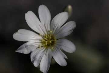 white forest flower