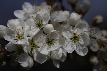 apple tree blossom