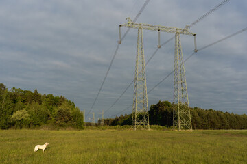 High voltage electricity transmission lines running through forest and open field, energy...