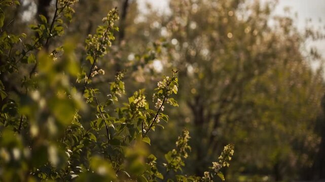 Blossoming tree branches swaying in sunlight