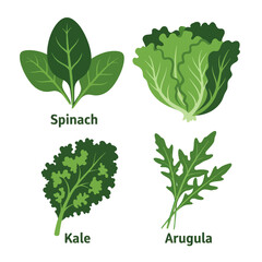 Spinach Kale Arugula Leafy Green Vegetables.