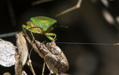 green shield bug