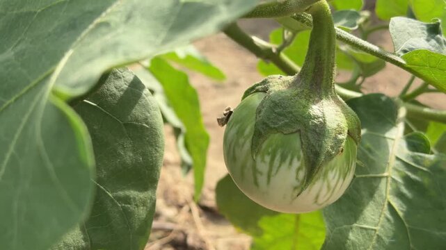 A round Solanum melongena fruit hangs beneath leafy branches, with other plants visible behind, showing active growth within a cultivated plot. Crop development.
