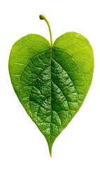 Heart - Shaped Green Leaf with Stem on White Background