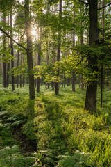 Obraz premium Close up of green oak leaves with sunlight shining through foliage in a forest setting. Natural light, summer woodland atmosphere and nature background concept. 