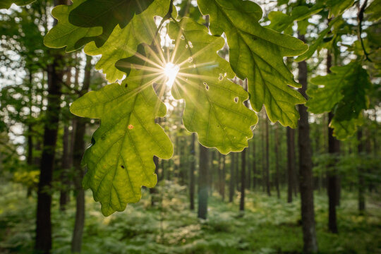 Close up of green oak leaves with sunlight shining through foliage in a forest setting. Natural light, summer woodland atmosphere and nature background concept.

