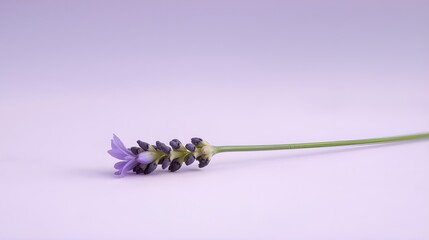 purple flower on a white
