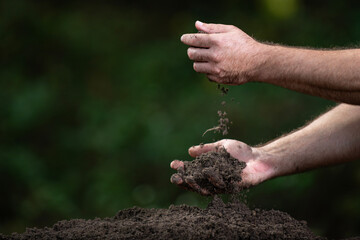 Hands holding soil. Farmers hands full of soil. Pouring soil and testing soil. Gardener examining earth and compost fertility.