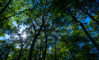 Obraz premium Greenery background lush forest. Green background eco nature. Greenery background soft bokeh. Green background peaceful scene.