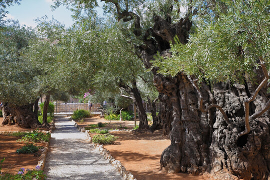 The path in the Garden of Gethsemane