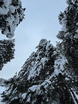 arboles nevados. Catalu&ntilde;a, 