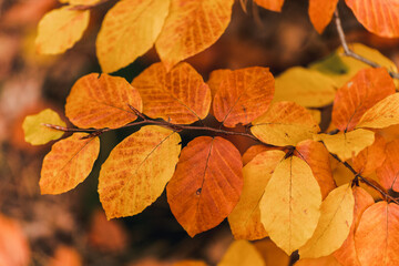 Obraz premium Close up of autumn leaves in warm golden light with forest background. Seasonal nature scene symbolizing change, passing time and autumn atmosphere. 