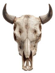 Bovine Skull with Horns, Isolated on White