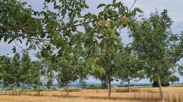 A grove of walnut trees before a thunderstorm. Farmland in France, Alsace.