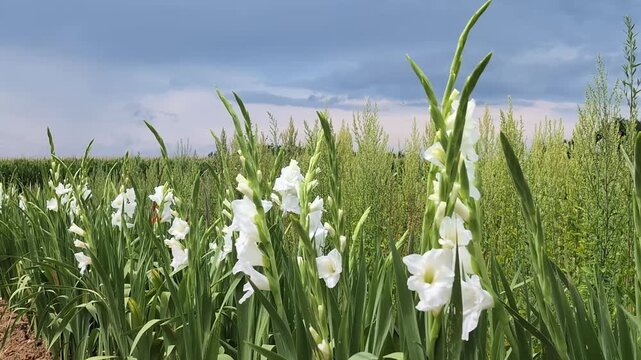 Field of white gladioli. Horticulture and floristic concept.