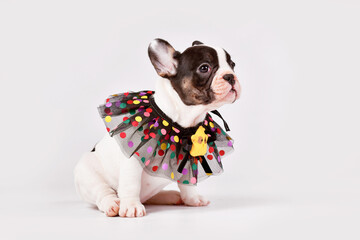 Tan pied French Bulldog dog puppy with cute colorful lace collar sitting in front of white background