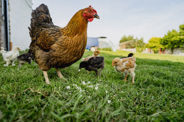 Fototapeta premium Free range chickens with young chicks walking on grass in rural farm environment. Organic poultry farming, natural food production and countryside lifestyle. 
