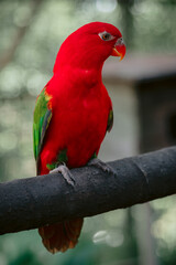 Obraz premium Chattering Lory parrot on wooden branch