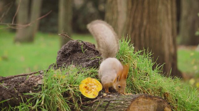 Close up of frightened fluffy eared squirrel freezing on tree stump and escaping quickly with a nut