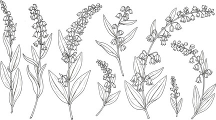 vector illustration of lily of the valley flower icons in black line art showing blooms, buds, and leaves © Mozibur