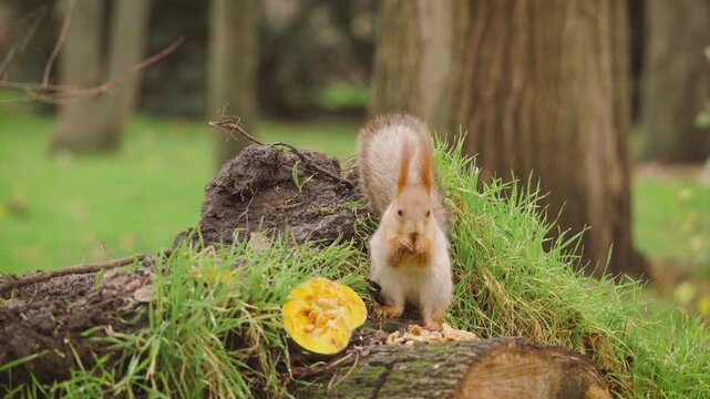 Close up of fluffy eared squirrel eating nuts on tree stump before running away in autumn forest