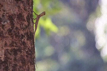 A close-up of a tiny flying lizard (Draco volans) on tree bark - intricate details, natural camouflage, and a dreamy background make this image ideal for backgrounds, art, or educational content.