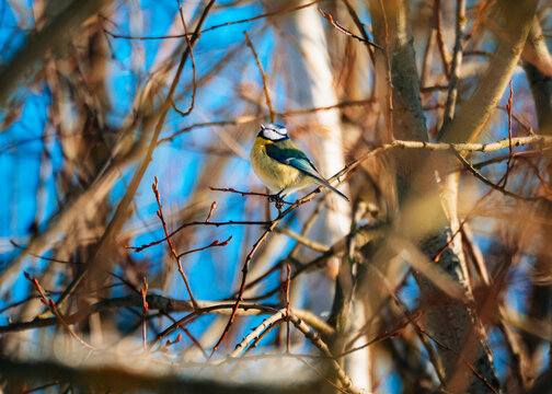 blue tit on branch
Blaumeise 