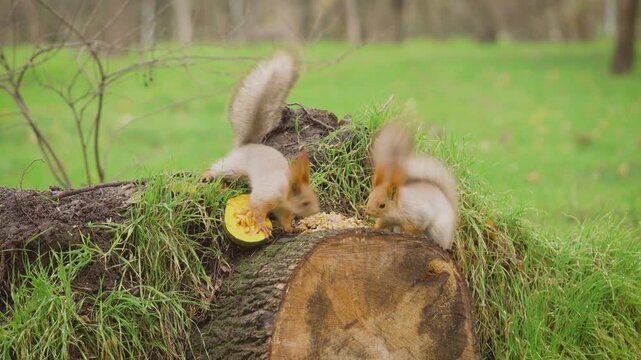 Close up of two squirrels competing for nuts on tree stump in autumn forest