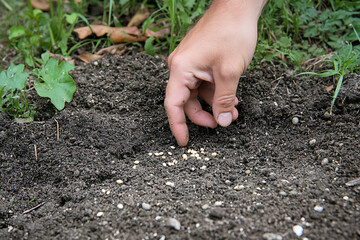 Gardener Fertilizing Young Tomato Plants in Vegetable Garden, Organic Tomato Growing with Fertilizer Application in Garden Soil