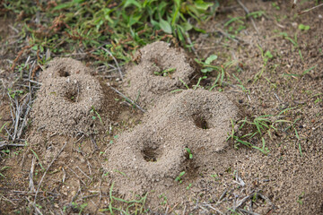 Group of anthills in the dry earth of the countryside. The ants that inhabit them are black.