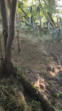 Harvesting Food Machin