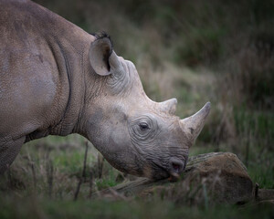 Close up Side View Black Rhinoceros in a Field