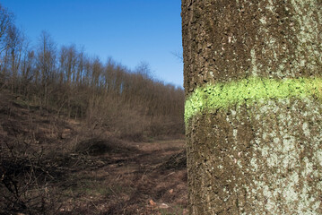 yellow sign painted on tree trunk