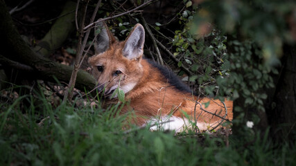 Beautiful Maned Wolf Resting in the Undergrowth