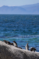 Several african penguin on a rock near the ocean with mountains in the background. Wildlife and nature tourism concept for travel brochure.