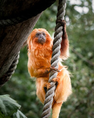 Golden Lion Tamarin Climbing a Rope