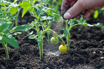 Gardener Fertilizing Young Tomato Plants in Vegetable Garden, Organic Tomato Growing with Fertilizer Application in Garden Soil