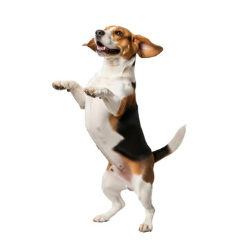 Playful beagle paws up isolated on transparent background