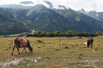 Fototapeta premium Cattle grazing in a wide meadow with distant mountains and a wire fence, capturing a peaceful rural landscape and expansive countryside under a sunny blue sky