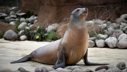 California Sealion Standing on the Ground