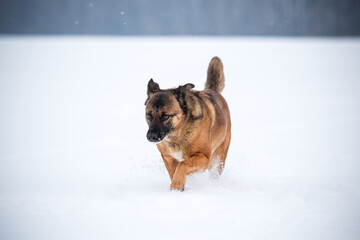 Mixed breed dog wandering in a snowy winter field.