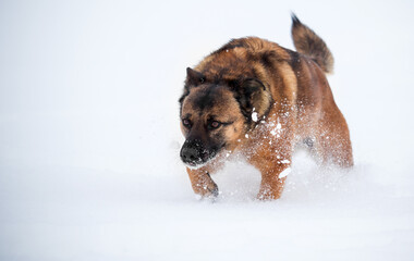 Mixed breed dog running fast in deep snow.