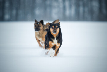 Two dogs running together in a snowy field.