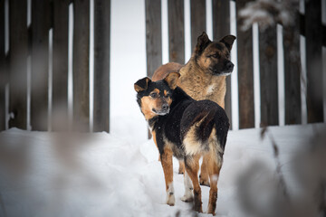 Two dogs standing by a wooden fence in winter.
