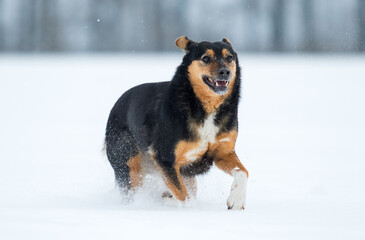 Happy smiling dog running through snow in winter.