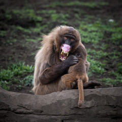 Adult Gelada Monkey Showing Her Teeth Whilst Holding Her Baby