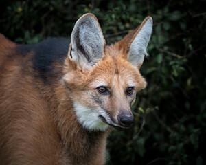 Close up Beautiful Maned Wolf