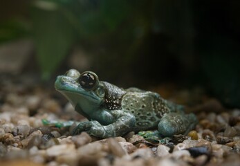 Obraz premium frog on the ground